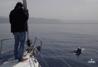 dolphins-sicily-sailing-6